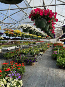 Hilltop Gardens and GreenHouses (HTG) Spring Flowers