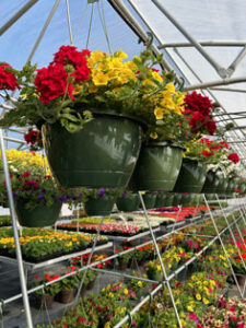 Hilltop Gardens and GreenHouses (HTG) Spring Flowers