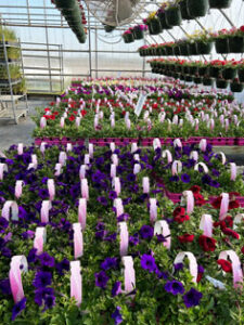 Hilltop Gardens and GreenHouses (HTG) Spring Flowers